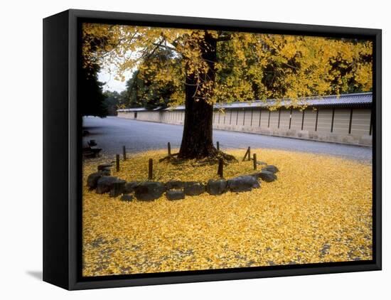 Ginko Leaves at Old Imperial Palace-null-Framed Premier Image Canvas