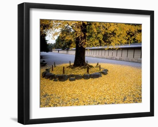 Ginko Leaves at Old Imperial Palace-null-Framed Photographic Print