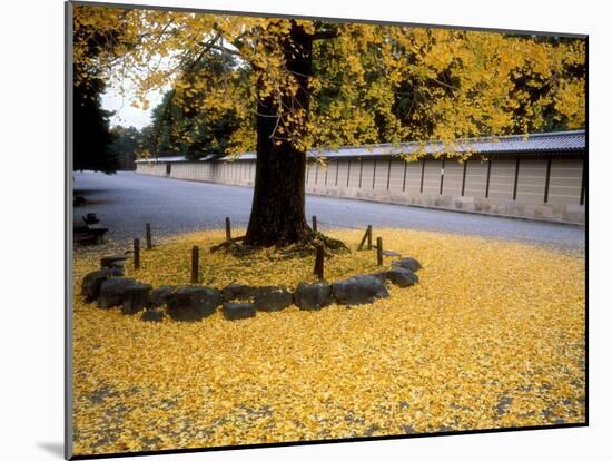 Ginko Leaves at Old Imperial Palace-null-Mounted Photographic Print