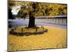 Ginko Leaves at Old Imperial Palace-null-Mounted Photographic Print