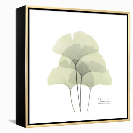 Ginko Portrait 1-Albert Koetsier-Framed Stretched Canvas