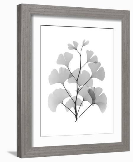 Ginko-Albert Koetsier-Framed Art Print