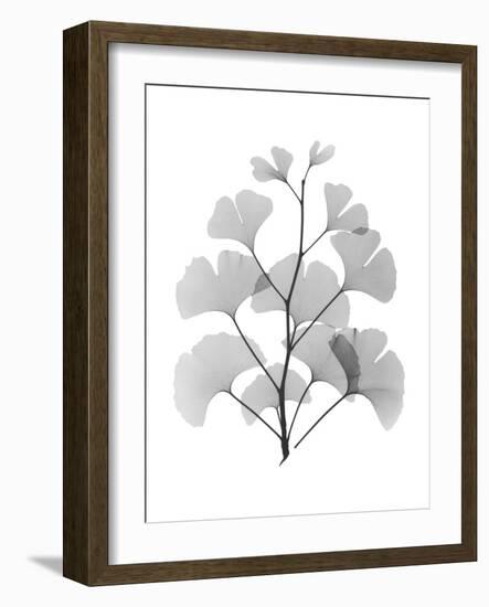 Ginko-Albert Koetsier-Framed Art Print