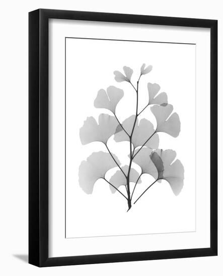 Ginko-Albert Koetsier-Framed Art Print