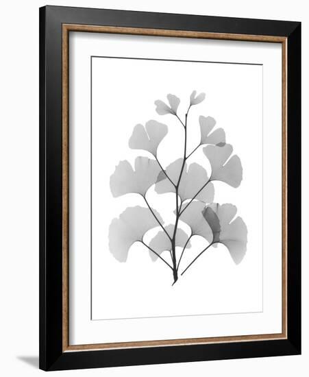 Ginko-Albert Koetsier-Framed Art Print