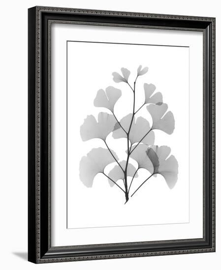 Ginko-Albert Koetsier-Framed Art Print