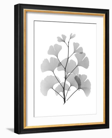 Ginko-Albert Koetsier-Framed Art Print