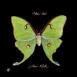 Hydrangea Butterflies II-Ginny Joyner-Art Print