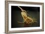 Ginseng Is Any One of Eleven Species of Slow-Growing Perennial Plants with Fleshy Roots-Frank May-Framed Photo