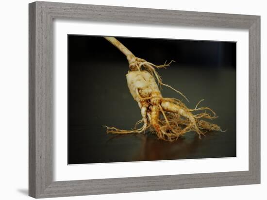 Ginseng Is Any One of Eleven Species of Slow-Growing Perennial Plants with Fleshy Roots-Frank May-Framed Photo