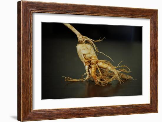 Ginseng Is Any One of Eleven Species of Slow-Growing Perennial Plants with Fleshy Roots-Frank May-Framed Photo