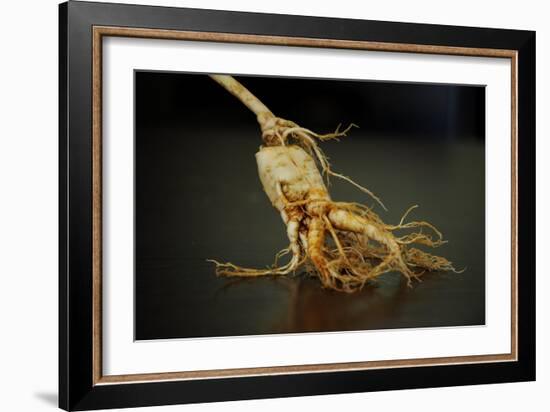 Ginseng Is Any One of Eleven Species of Slow-Growing Perennial Plants with Fleshy Roots-Frank May-Framed Photo