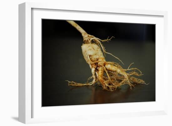 Ginseng Is Any One of Eleven Species of Slow-Growing Perennial Plants with Fleshy Roots-Frank May-Framed Photo