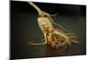 Ginseng Is Any One of Eleven Species of Slow-Growing Perennial Plants with Fleshy Roots-Frank May-Mounted Photo