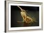 Ginseng Is Any One of Eleven Species of Slow-Growing Perennial Plants with Fleshy Roots-Frank May-Framed Photo