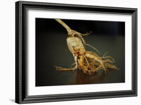 Ginseng Is Any One of Eleven Species of Slow-Growing Perennial Plants with Fleshy Roots-Frank May-Framed Photo