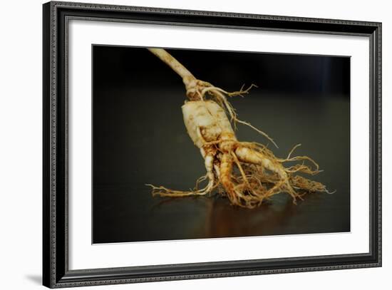 Ginseng Is Any One of Eleven Species of Slow-Growing Perennial Plants with Fleshy Roots-Frank May-Framed Photo