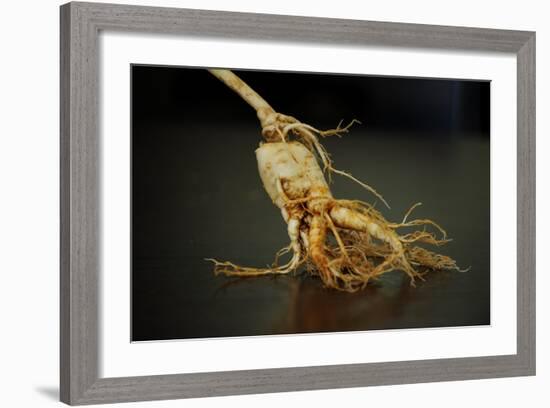 Ginseng Is Any One of Eleven Species of Slow-Growing Perennial Plants with Fleshy Roots-Frank May-Framed Photo