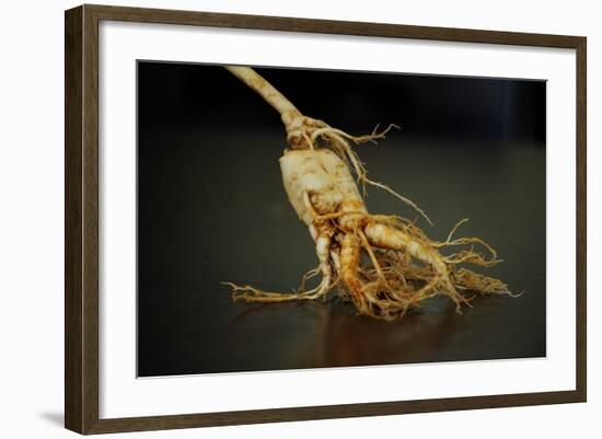 Ginseng Is Any One of Eleven Species of Slow-Growing Perennial Plants with Fleshy Roots-Frank May-Framed Photo