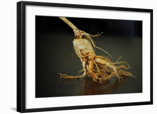 Ginseng Is Any One of Eleven Species of Slow-Growing Perennial Plants with Fleshy Roots-Frank May-Framed Photo