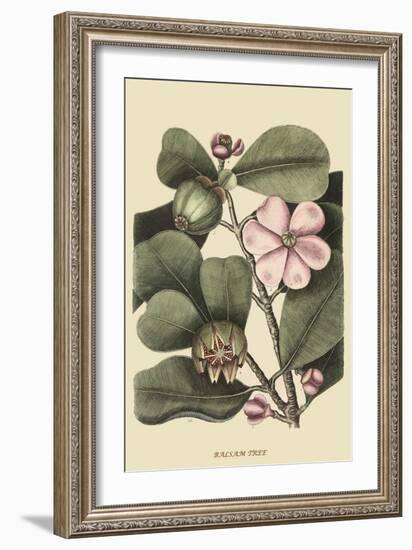 Ginseng or Balsam Fir-Mark Catesby-Framed Art Print