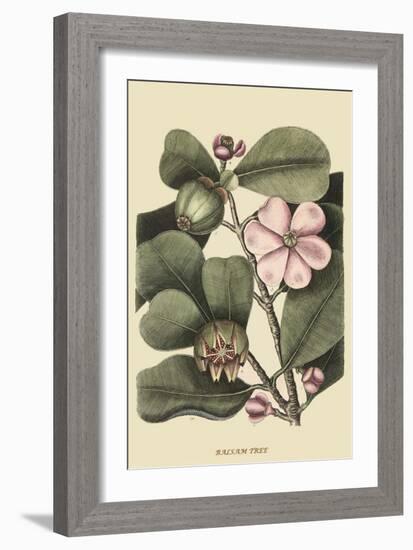 Ginseng or Balsam Fir-Mark Catesby-Framed Art Print