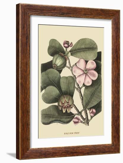 Ginseng or Balsam Fir-Mark Catesby-Framed Art Print