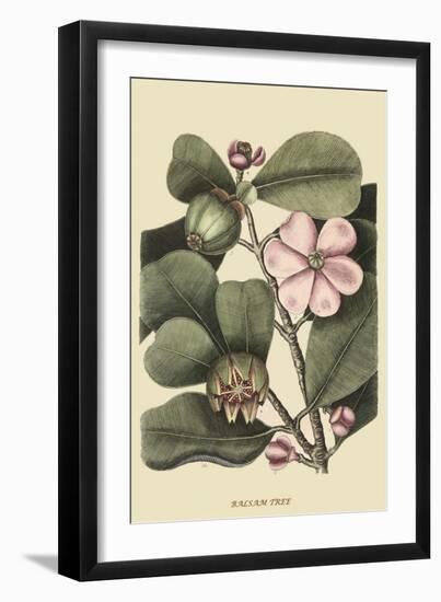 Ginseng or Balsam Fir-Mark Catesby-Framed Art Print