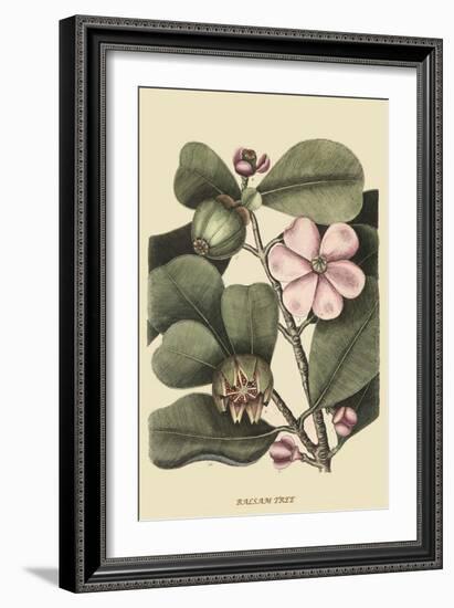 Ginseng or Balsam Fir-Mark Catesby-Framed Art Print