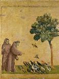 St. Francis of Assisi Preaching to the Birds-Giotto di Bondone-Giclee Print