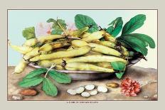 Dish of Broad Beans-Giovanna Garzoni-Art Print