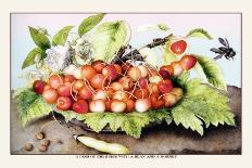 Dish of Medlars, A Rose, and Almonds-Giovanna Garzoni-Art Print