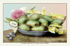 Dish of Cherries with a Bean and a Hornet-Giovanna Garzoni-Art Print