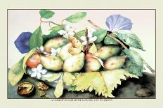 Dish of Medlars, A Rose, and Almonds-Giovanna Garzoni-Framed Art Print