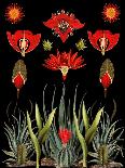Poppy Garden.Png-giovanna nicolo-Giclee Print