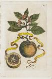 Aurantium Flore Duplici, from Hesperides, 1646-Giovanni Battista Ferrari-Giclee Print