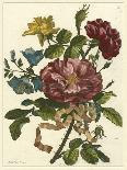 Floral Posy II-Giovanni Ferrari-Mounted Art Print