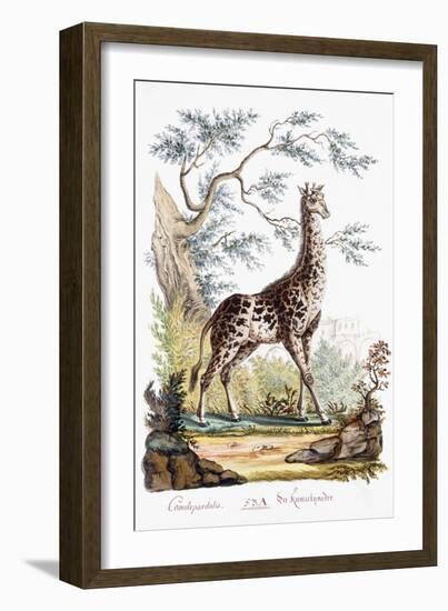 Giraffe, 1794-null-Framed Giclee Print