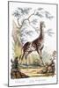 Giraffe, 1794-null-Mounted Giclee Print