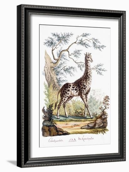 Giraffe, 1794-null-Framed Giclee Print