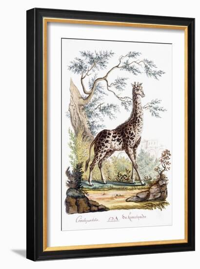 Giraffe, 1794-null-Framed Giclee Print