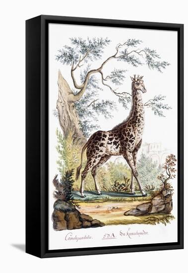 Giraffe, 1794-null-Framed Premier Image Canvas