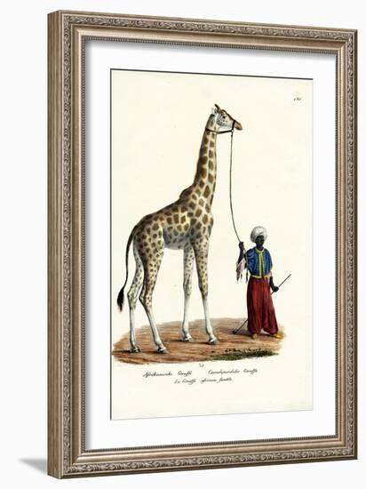 Giraffe, 1824-Karl Joseph Brodtmann-Framed Giclee Print