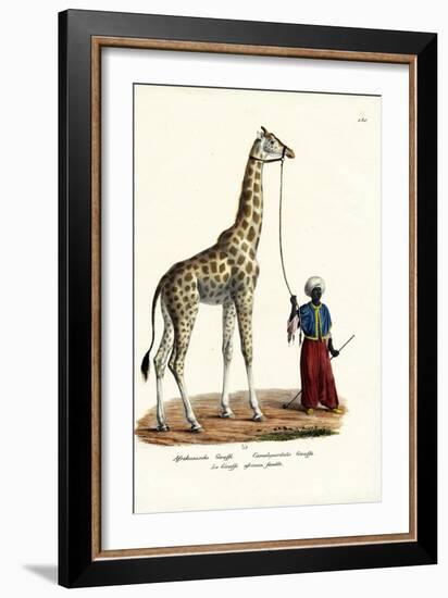 Giraffe, 1824-Karl Joseph Brodtmann-Framed Giclee Print