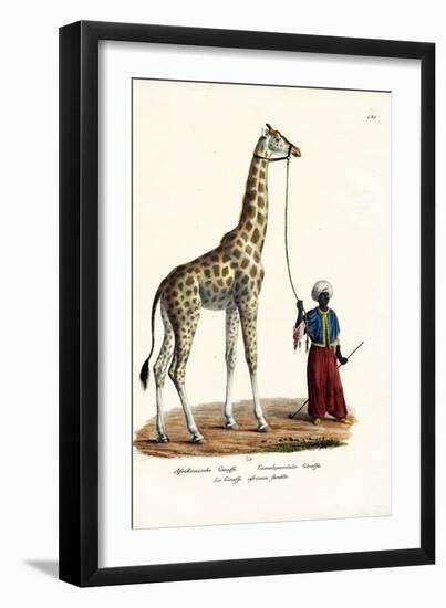 Giraffe, 1824-Karl Joseph Brodtmann-Framed Giclee Print