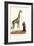 Giraffe, 1824-Karl Joseph Brodtmann-Framed Giclee Print