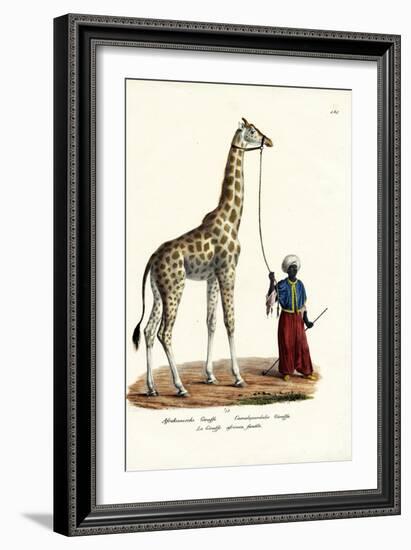 Giraffe, 1824-Karl Joseph Brodtmann-Framed Giclee Print