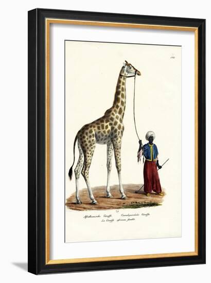 Giraffe, 1824-Karl Joseph Brodtmann-Framed Giclee Print