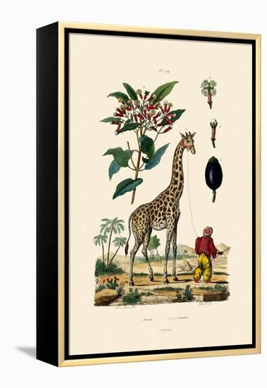 Giraffe, 1833-39-null-Framed Premier Image Canvas