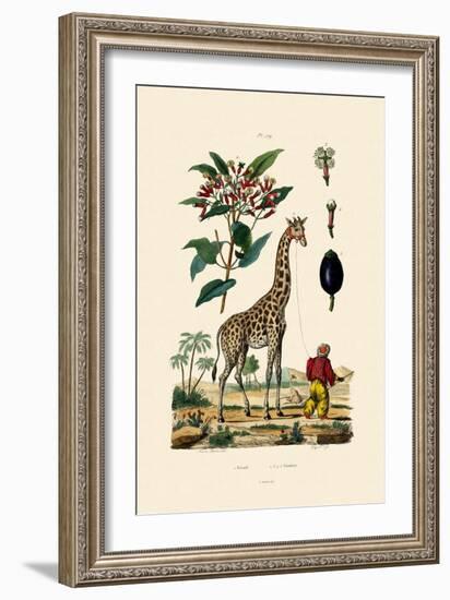 Giraffe, 1833-39-null-Framed Giclee Print